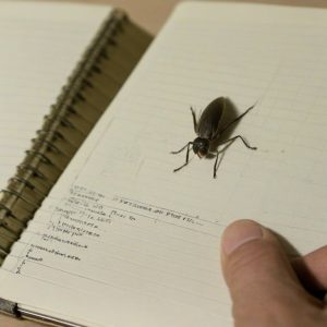 Lista de sinais de comprometimento em WordPress: como identificar malware antes da infecção 7 post img 691da4295b2430.37227388